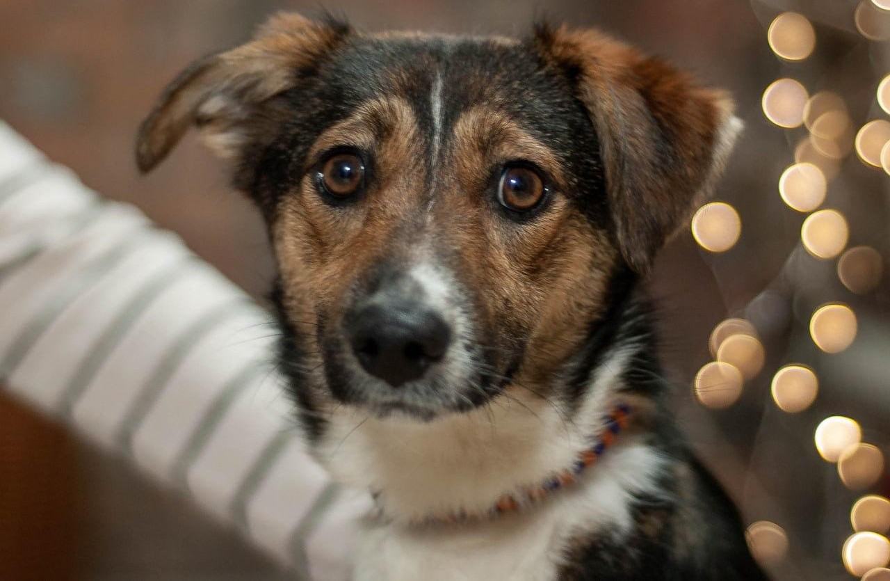 Chiens à adopter